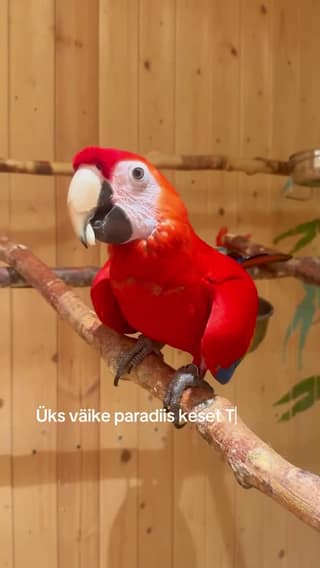 Papagoide Paradiis