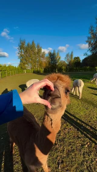 Muumioru_alpacafarm