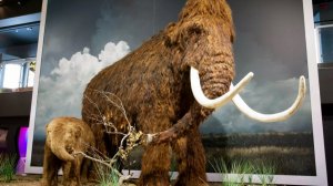 Pūnev Jääjaus Centro kviestimas