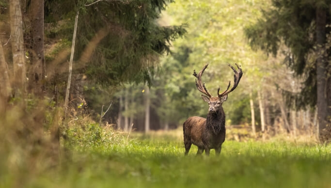 Jalgsisafari giidi ja metsapiknikuga Toosikannu Looduspargis