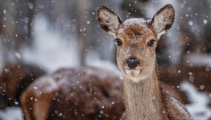 Oma autoga hirvevaatlusretk Toosikannu Looduspargis
