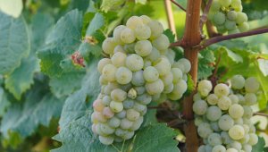 Veiniakadeemia kursus ''Põnev veinide maailm 5 osa – Saksamaa, kas ainult Riesling?''