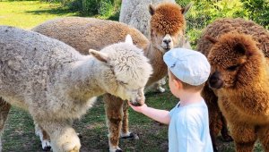 Muumioru Alpacafarmi külastus koos toitmisega