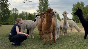 Muumioru Alpacafarmi külastus koos toitmisega