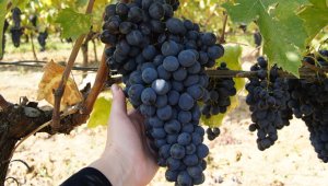 Veiniakadeemia kursus ''Põnev veinide maailm 3 osa – Itaalia tähtsamad veinipiirkonnad''